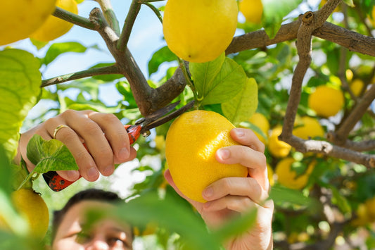 How to Choose the Right Citrus Tree for You