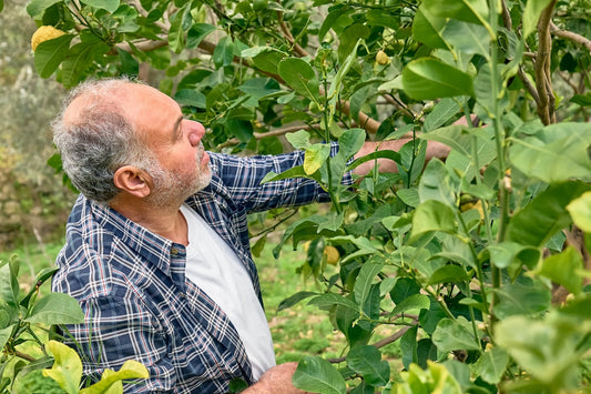 How to Prune Citrus Trees for Higher Fruit Yield