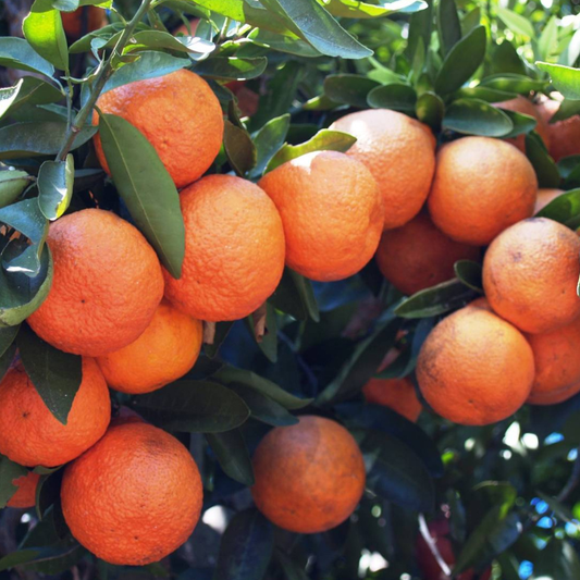 How to Grow Citrus: April 2023 Murphy Citrus Nursery Newsletter