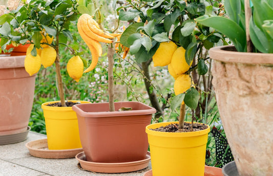 How to Grow Citrus in Containers