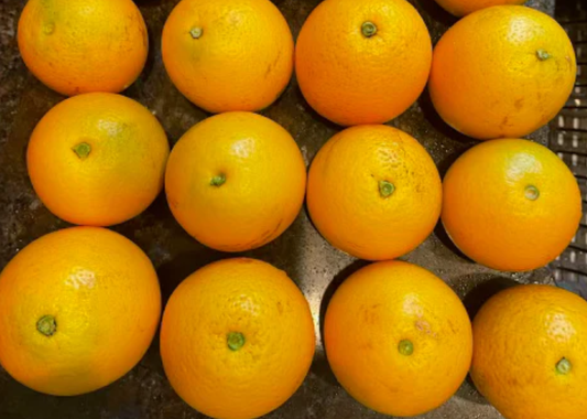 How to Grow Citrus: May 2023 News from Murphy Citrus Nursery