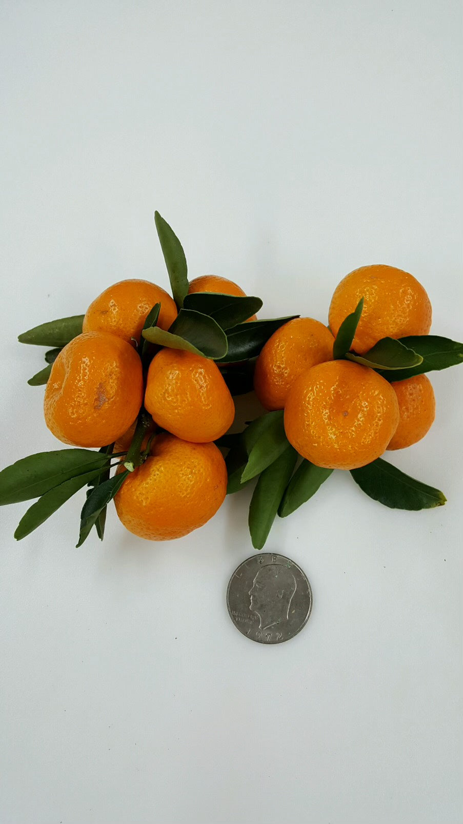 Kishu Mandarin