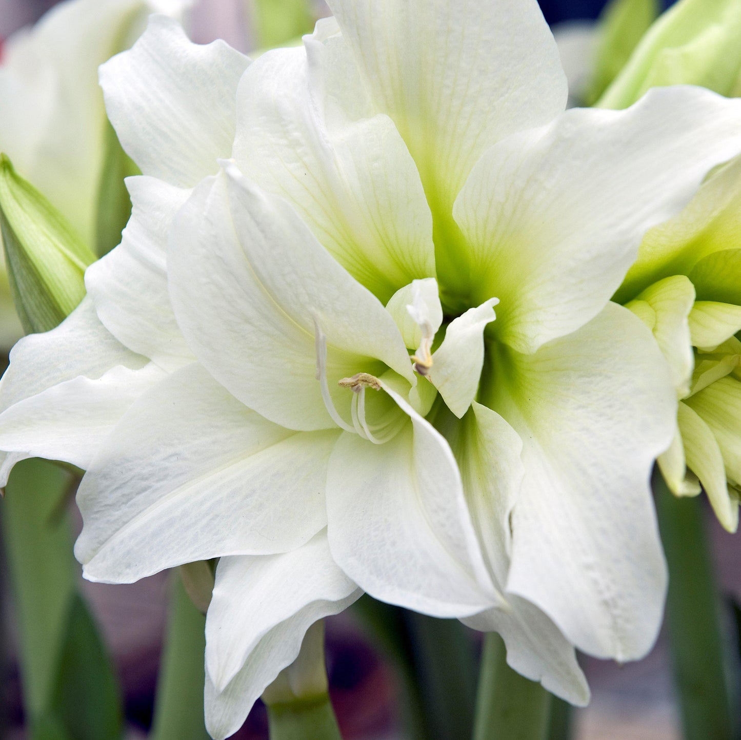 Amaryllis - Snow Drift