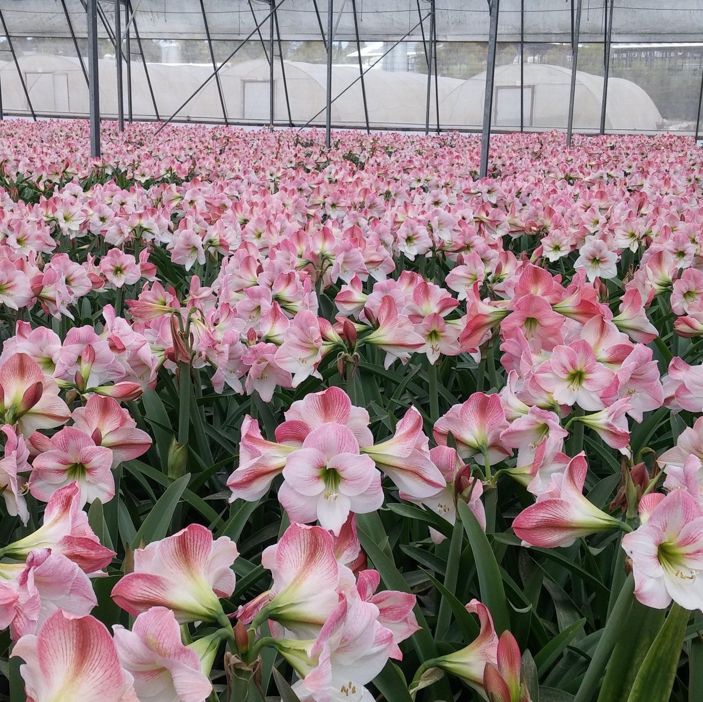 Amaryllis - Apple Blossom