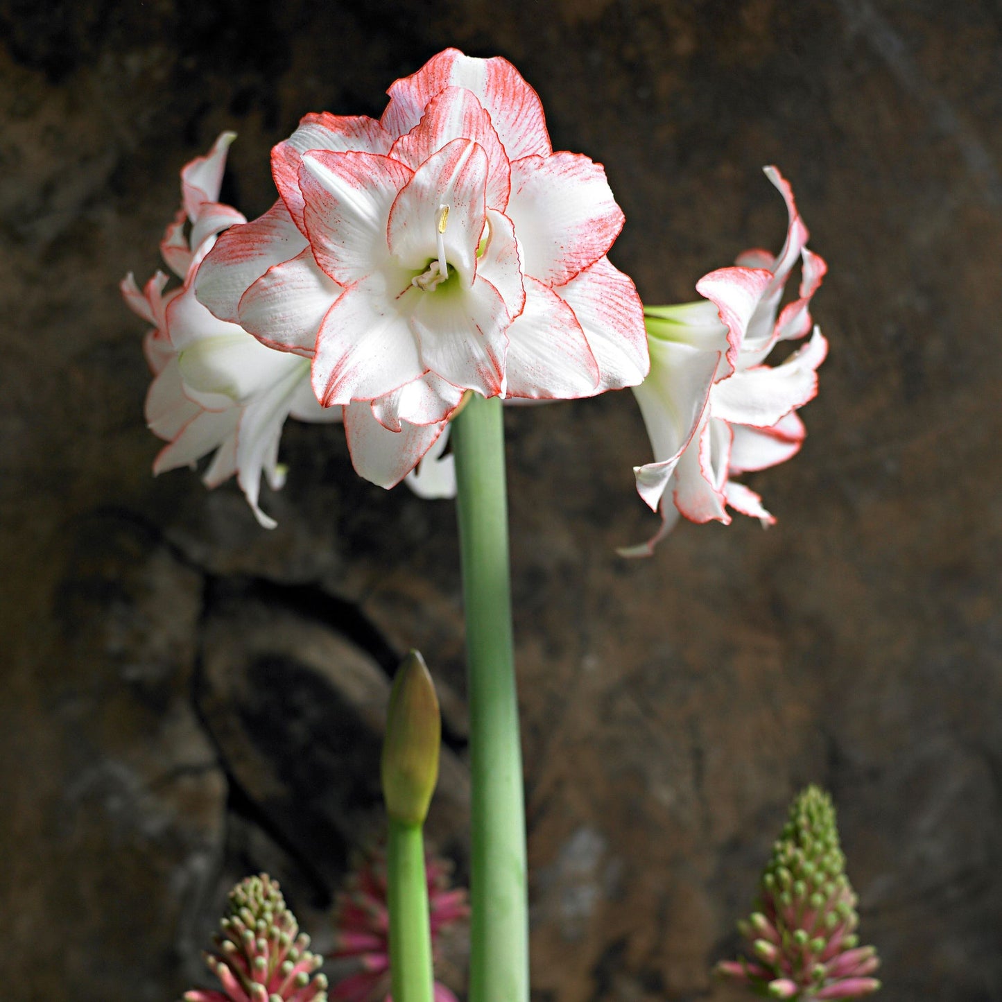 Amaryllis - Aphrodite