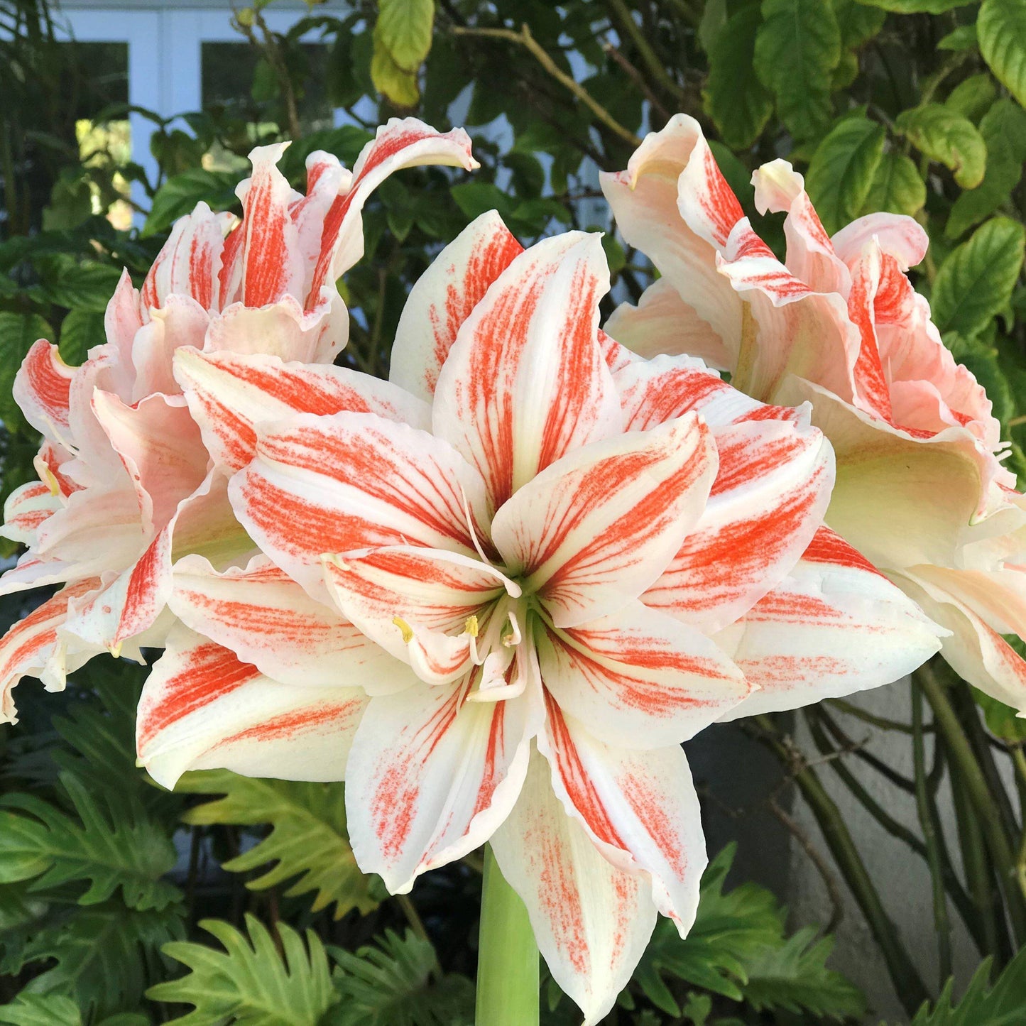 Amaryllis - Dancing Queen