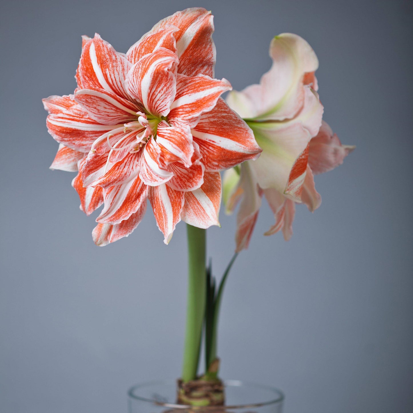 Amaryllis - Dancing Queen