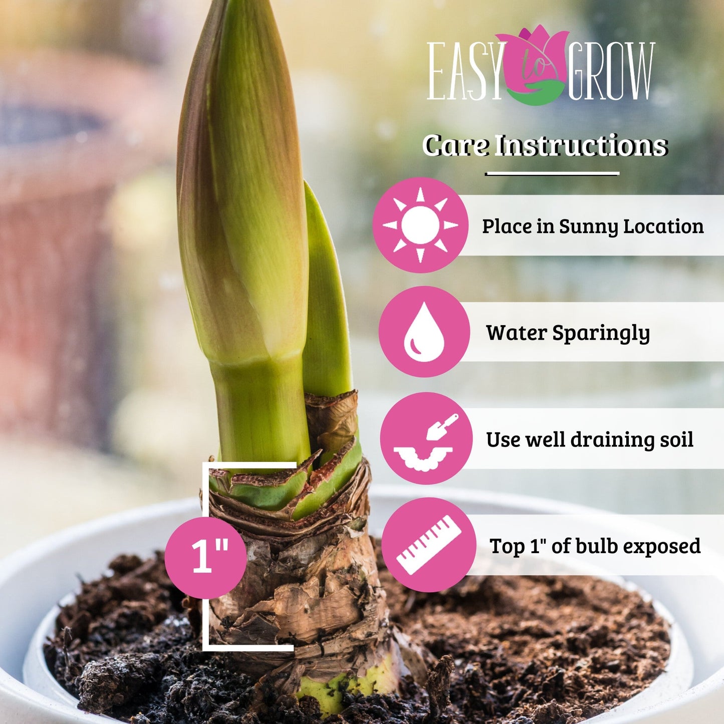 Amaryllis - Tinkerbell