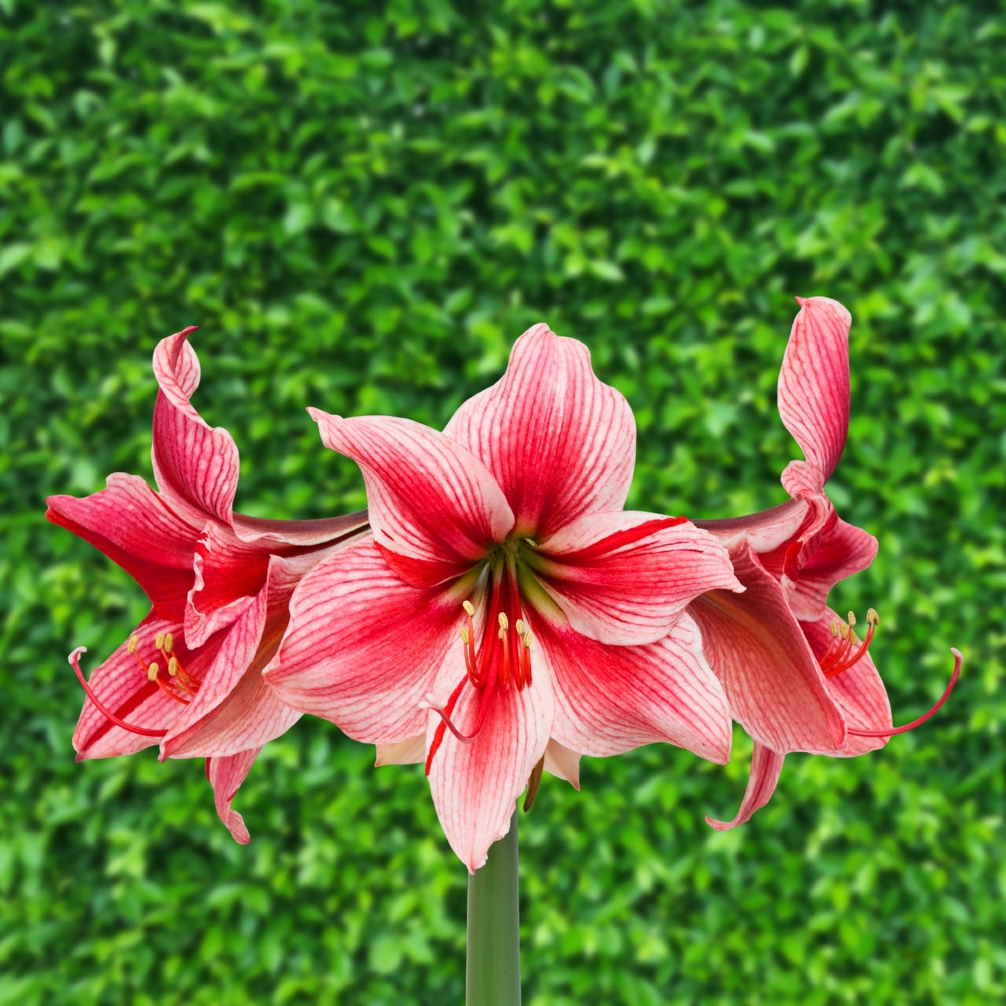 Amaryllis - Gervase