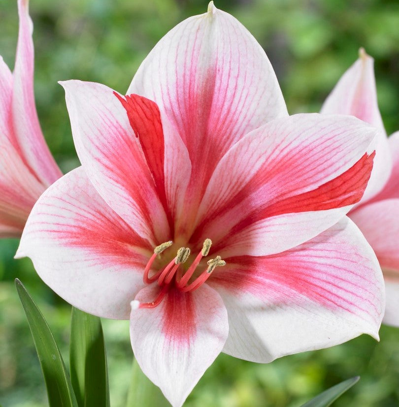 Amaryllis - Gervase