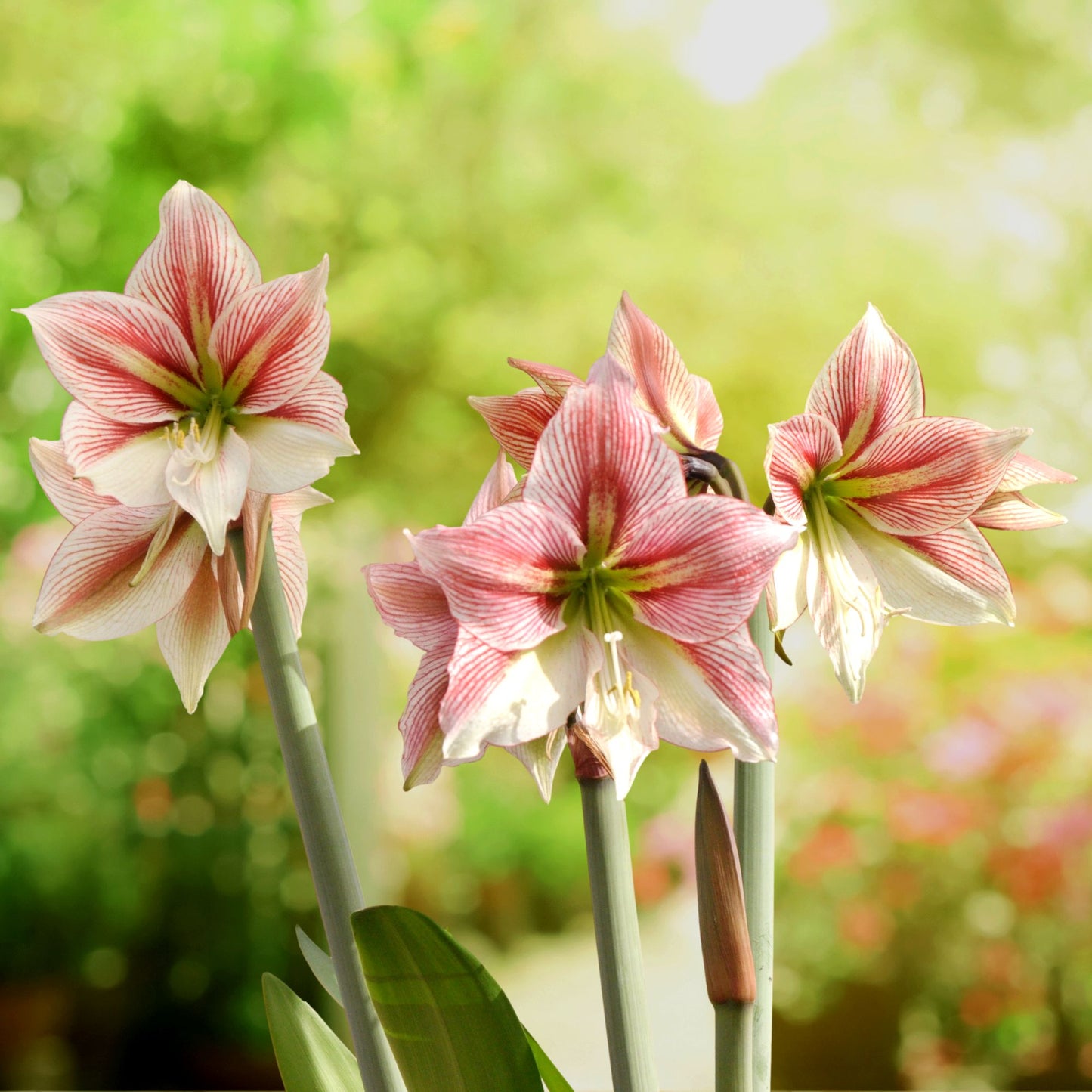 Amaryllis - Glee
