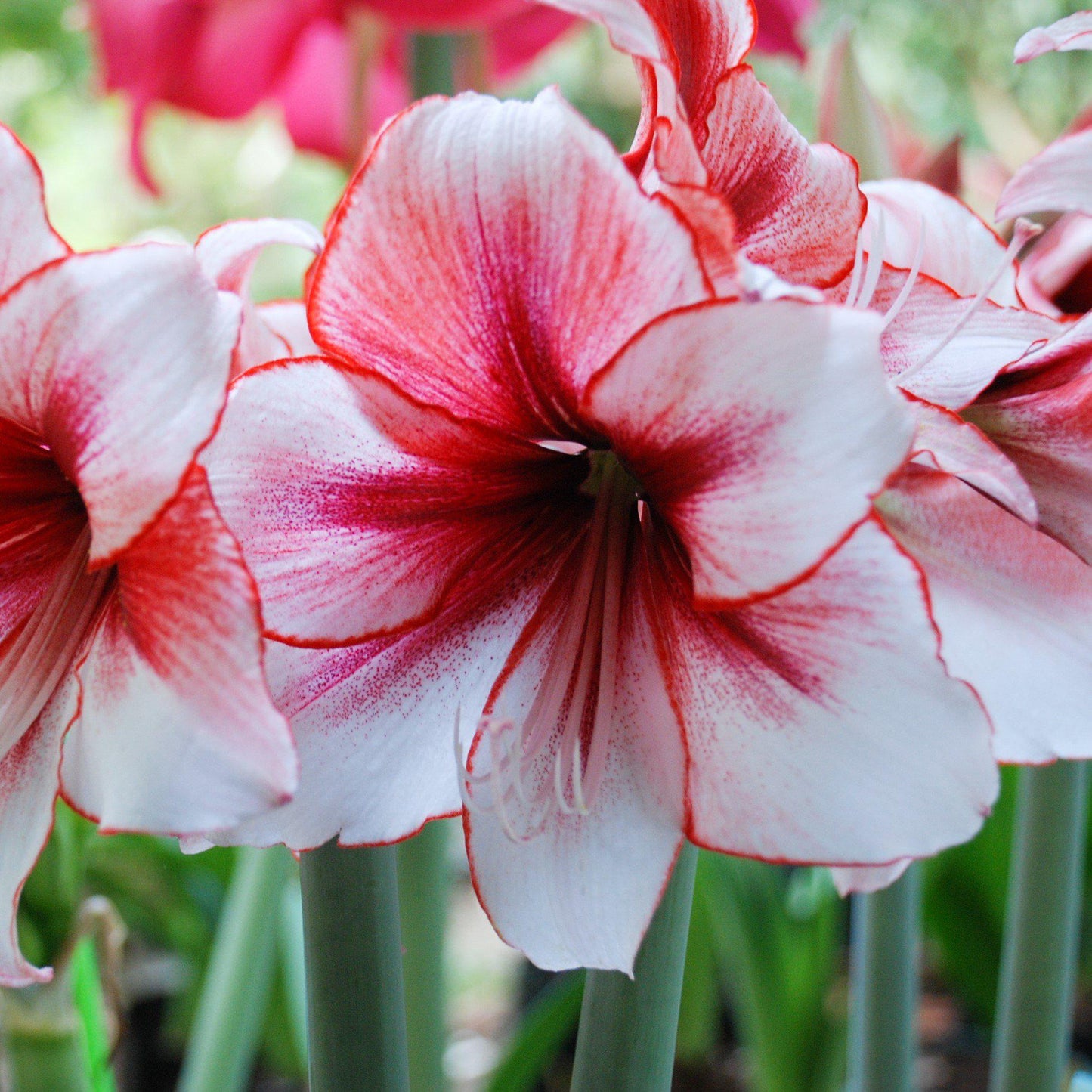 Amaryllis - Temptation