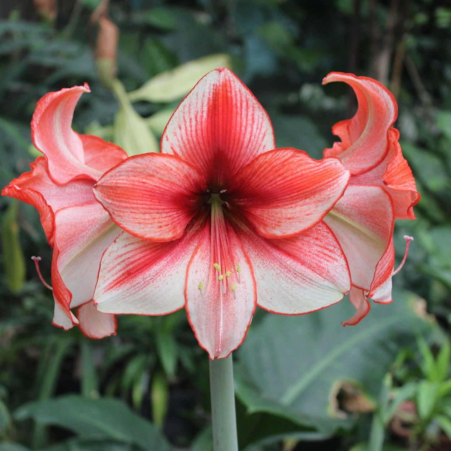 Amaryllis - Temptation