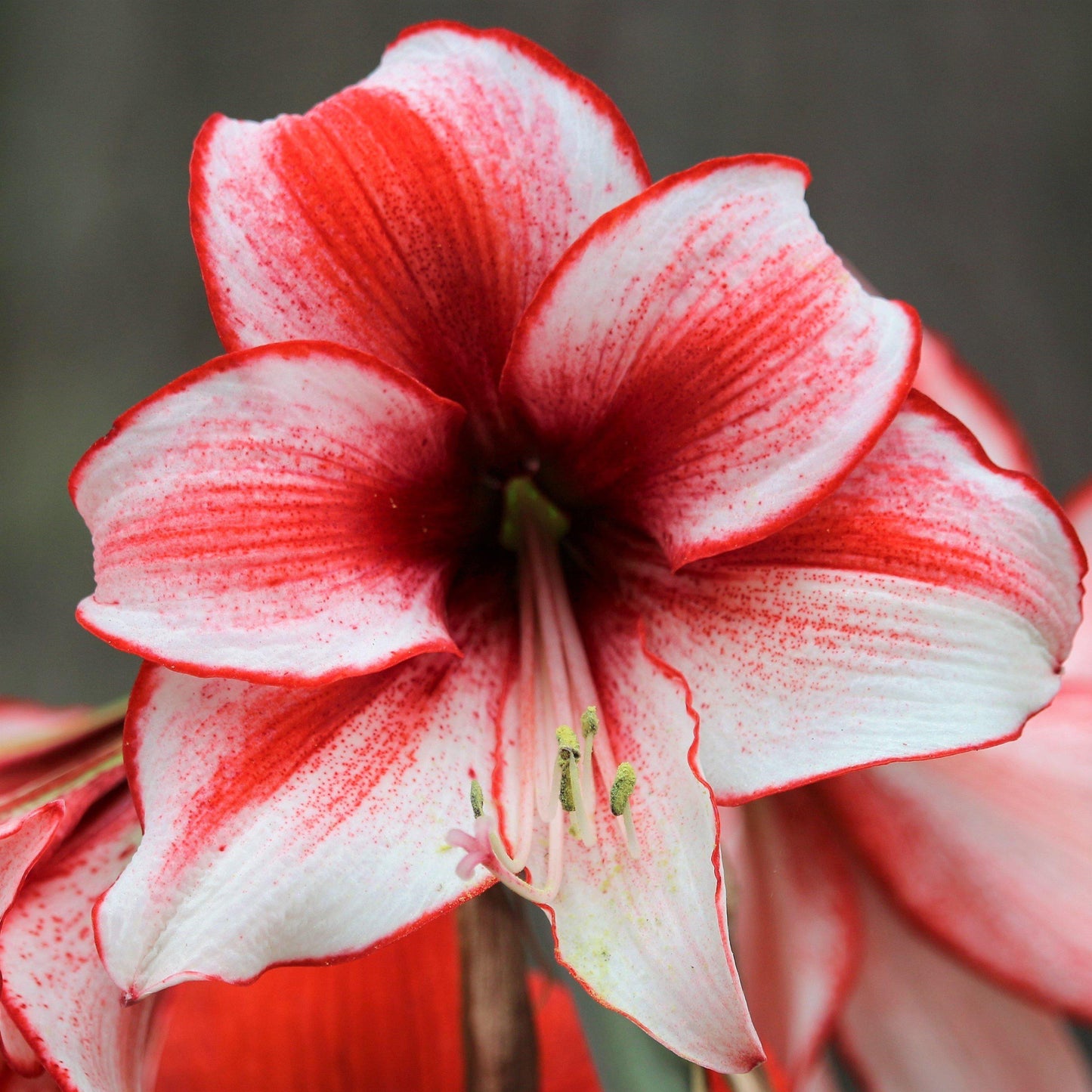 Amaryllis - Temptation