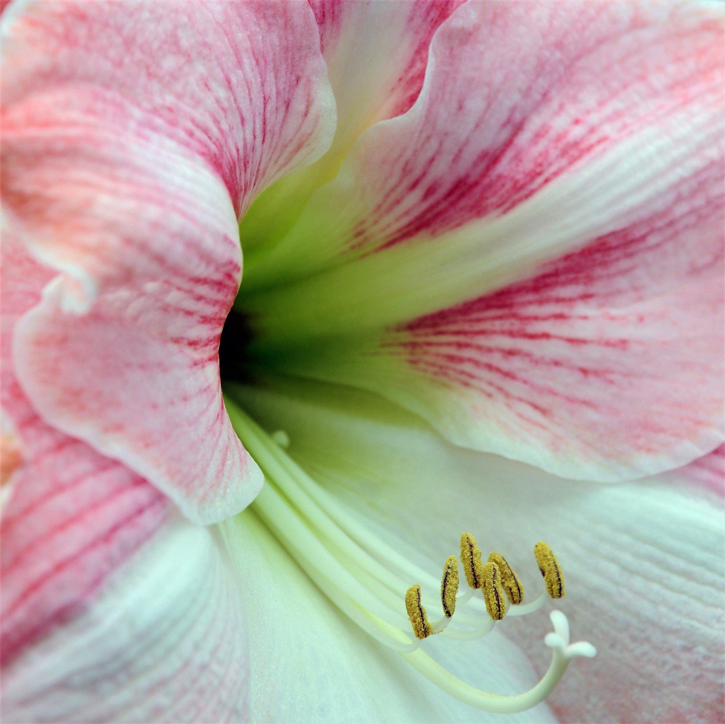 Amaryllis - Apple Blossom