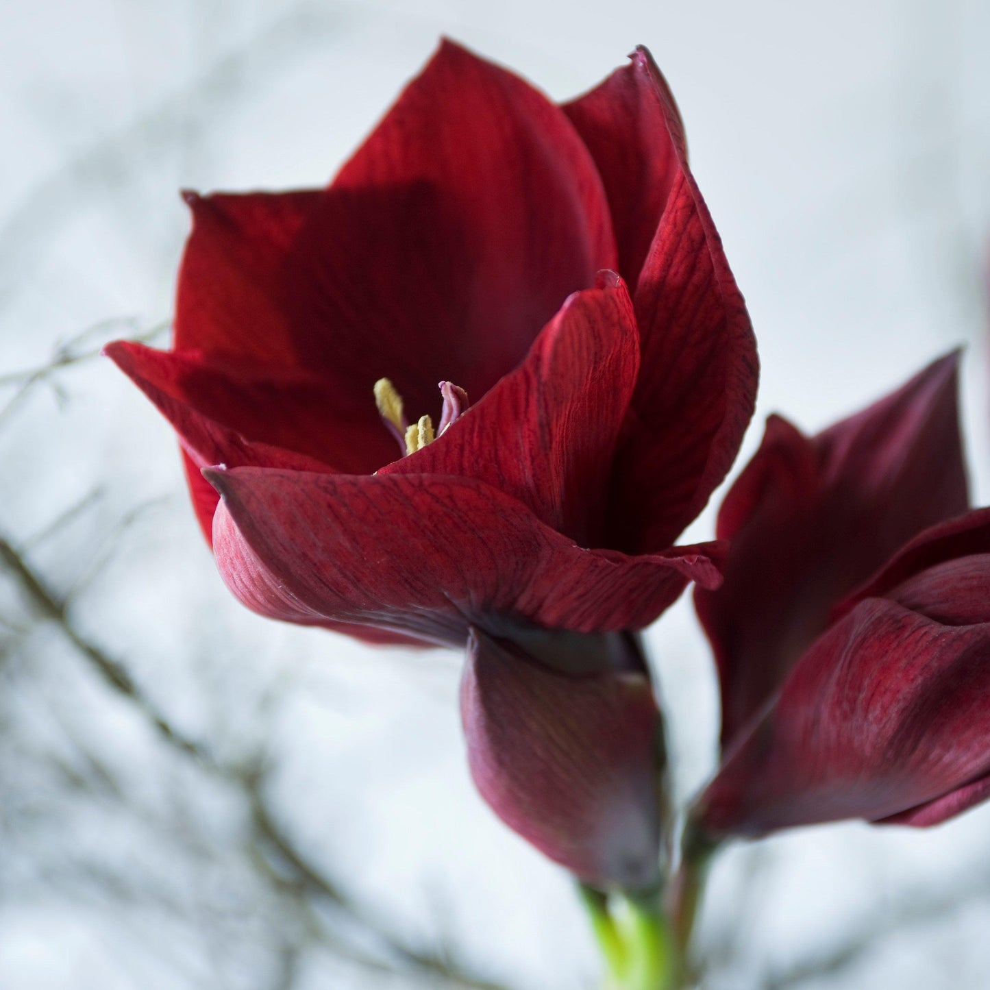Amaryllis - Benfica