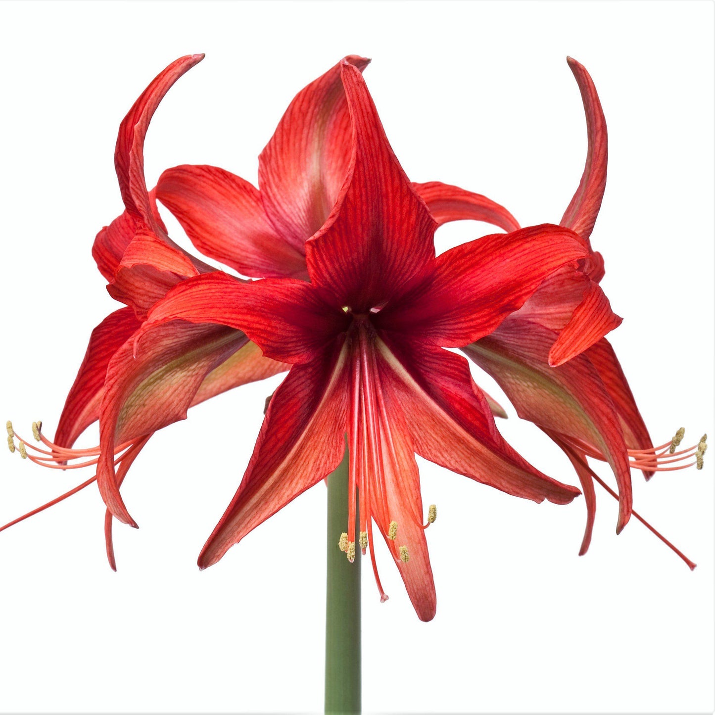 Amaryllis - Bogota