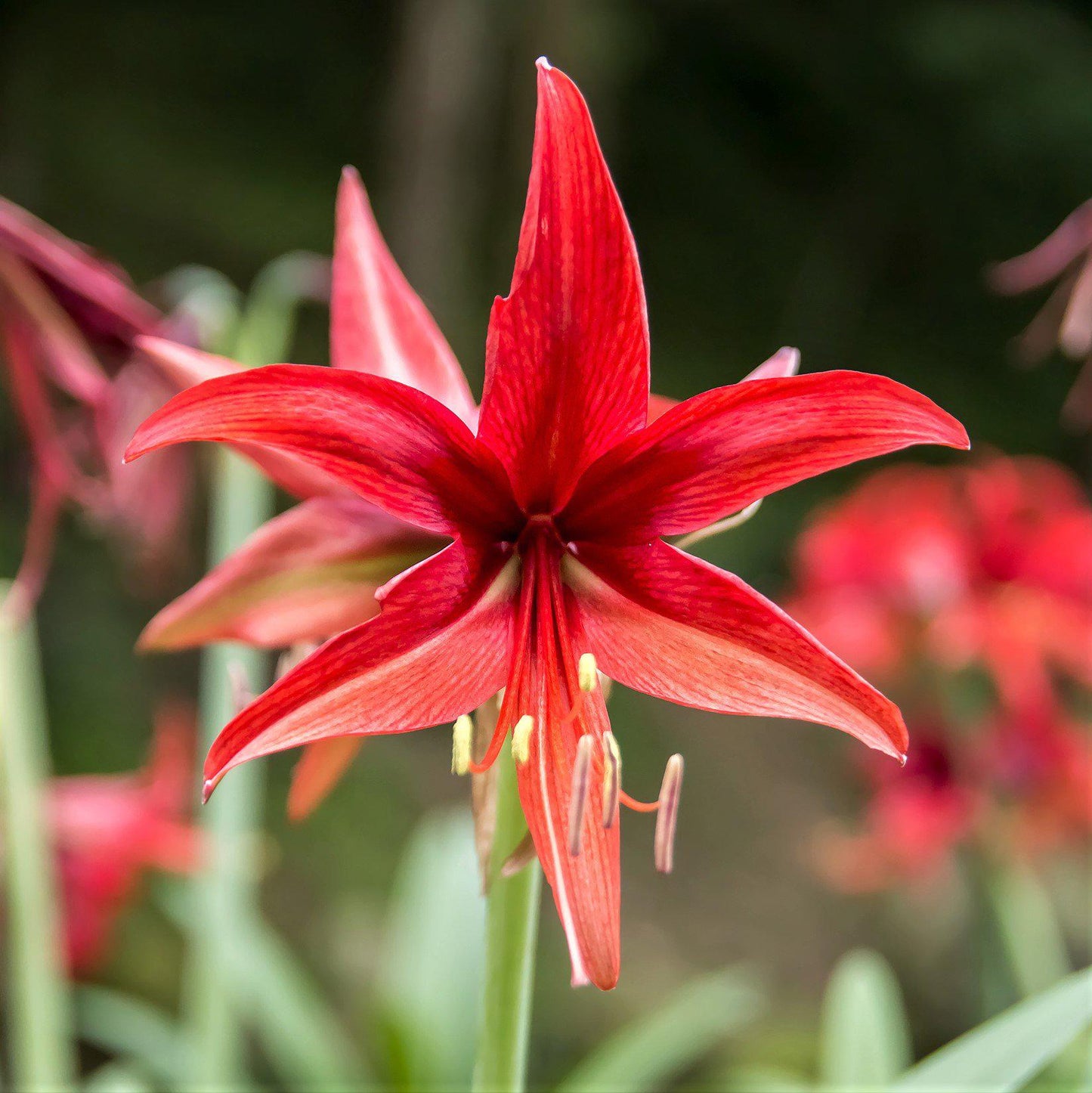 Amaryllis - Bogota