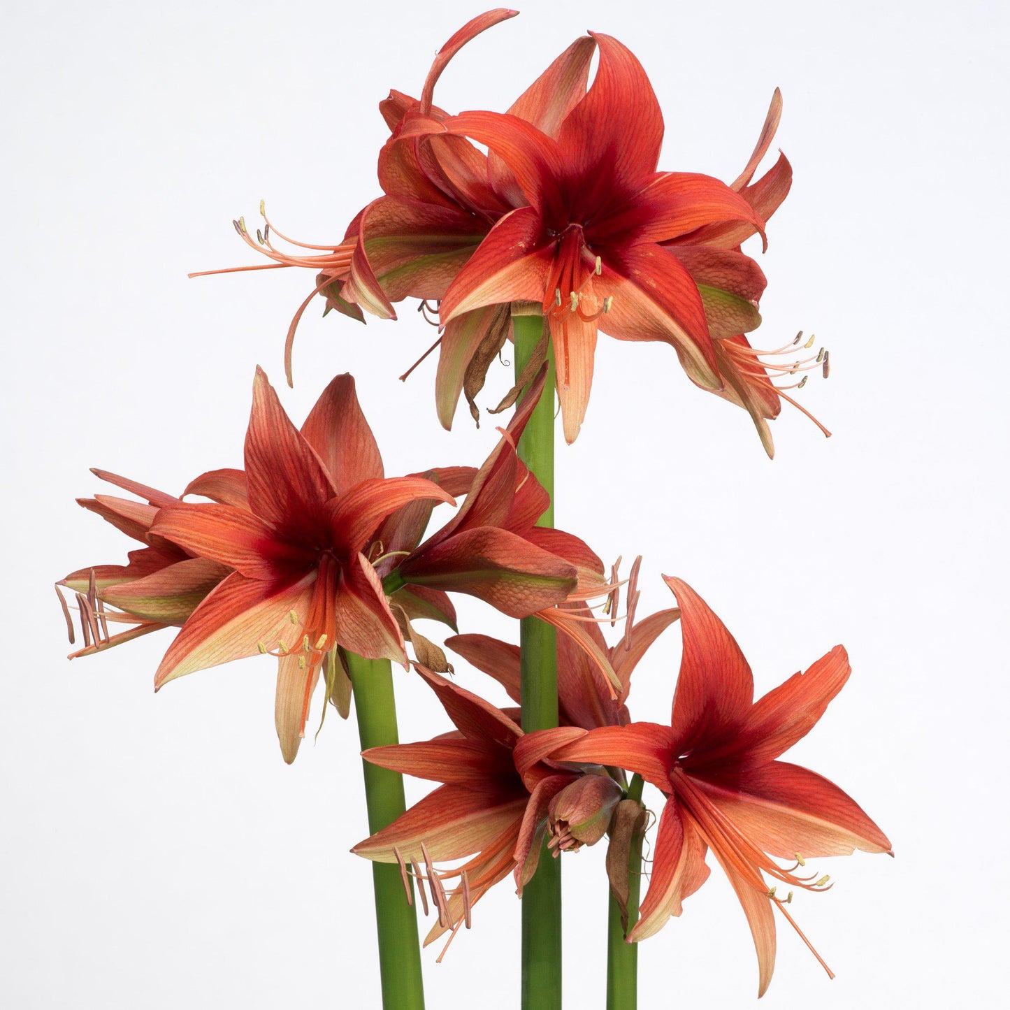 Amaryllis - Bogota