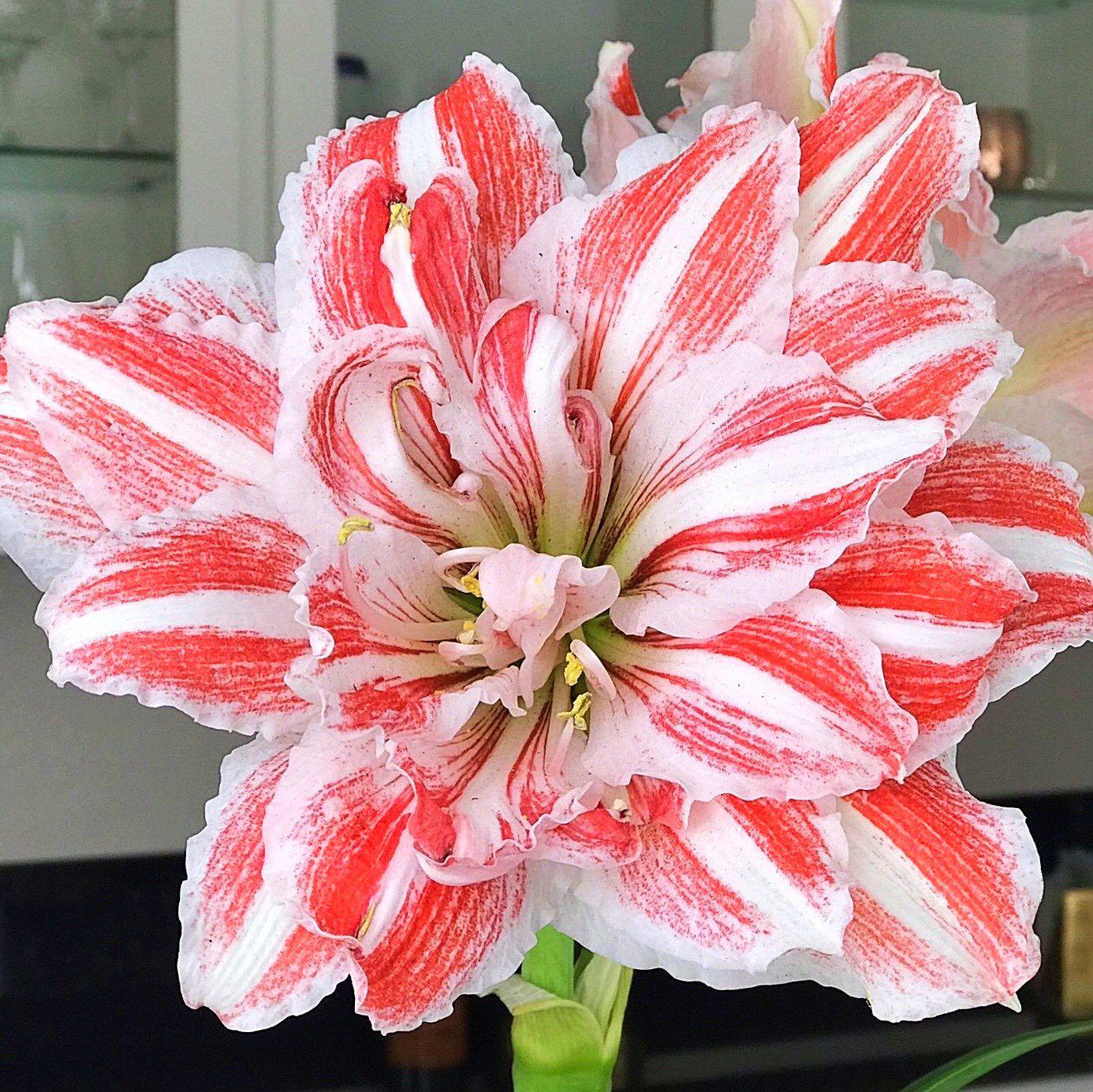 Amaryllis - Dancing Queen
