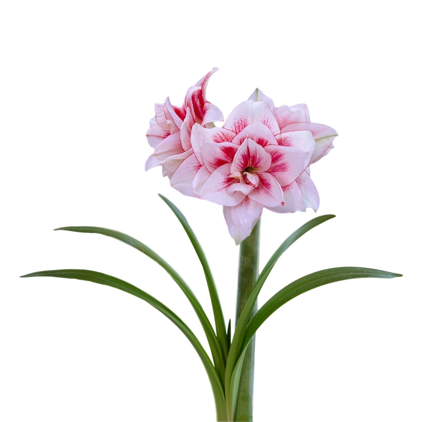 Amaryllis - Elvas