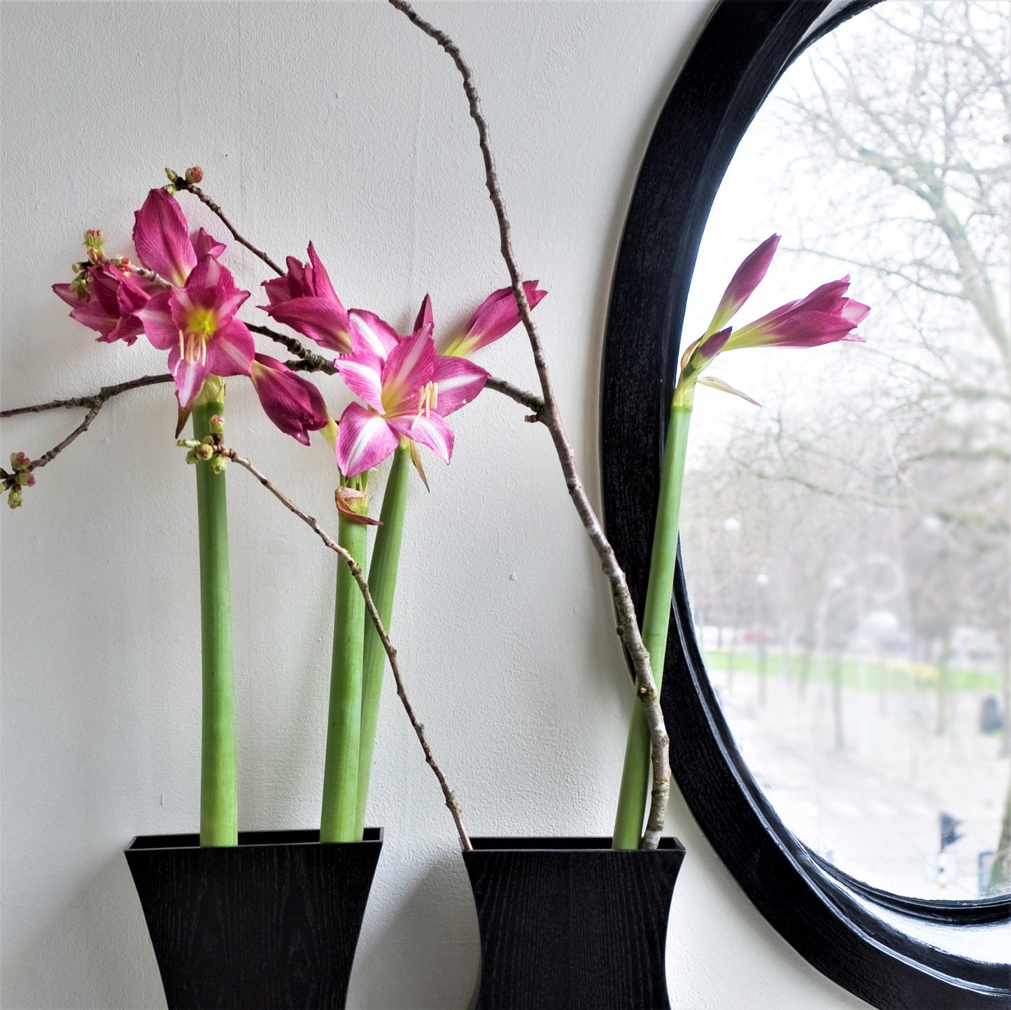 Amaryllis - Estella