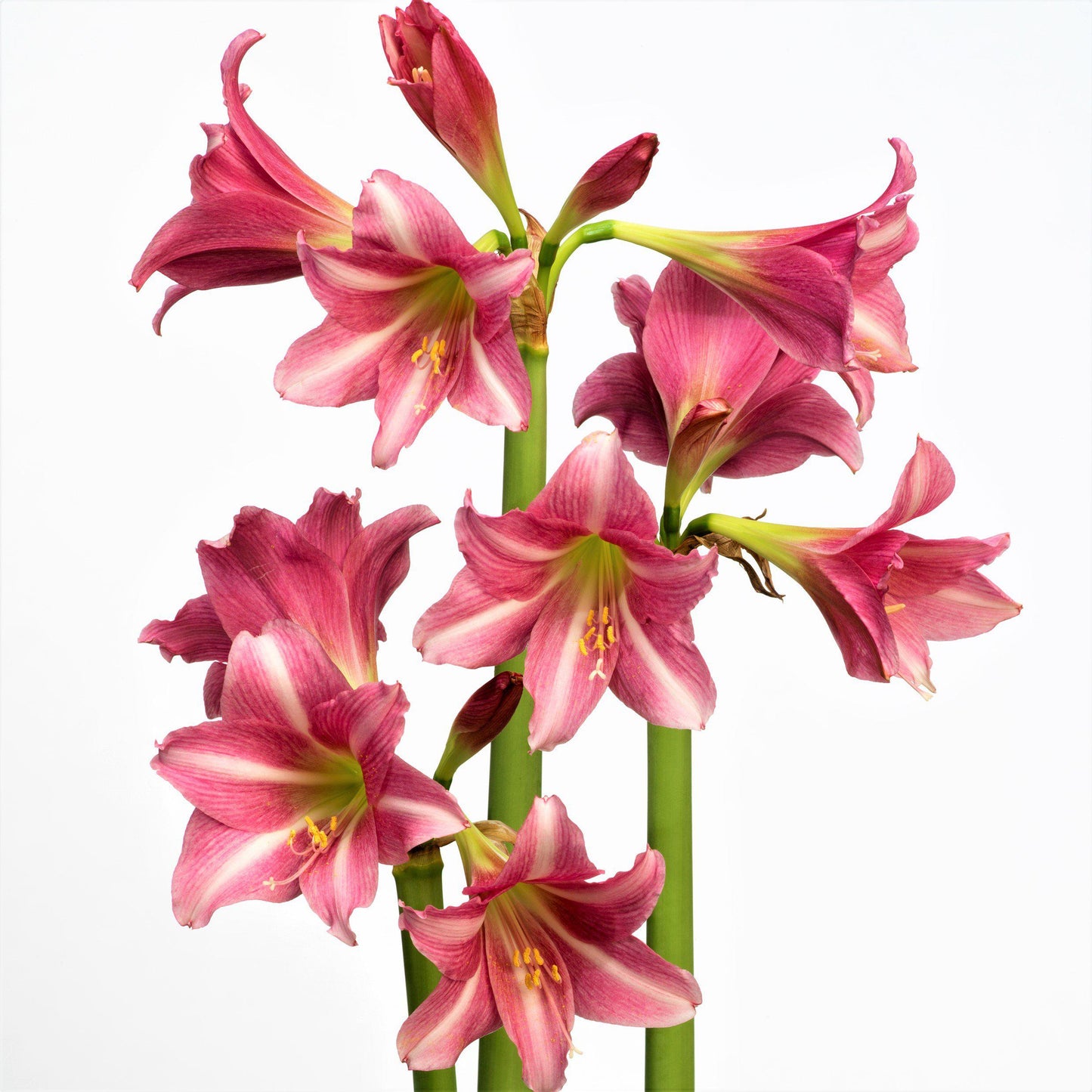 Amaryllis - Estella