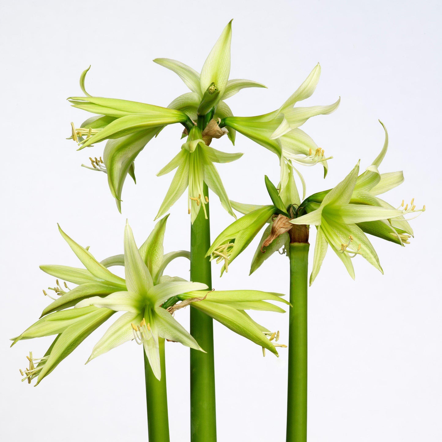 Amaryllis - Evergreen