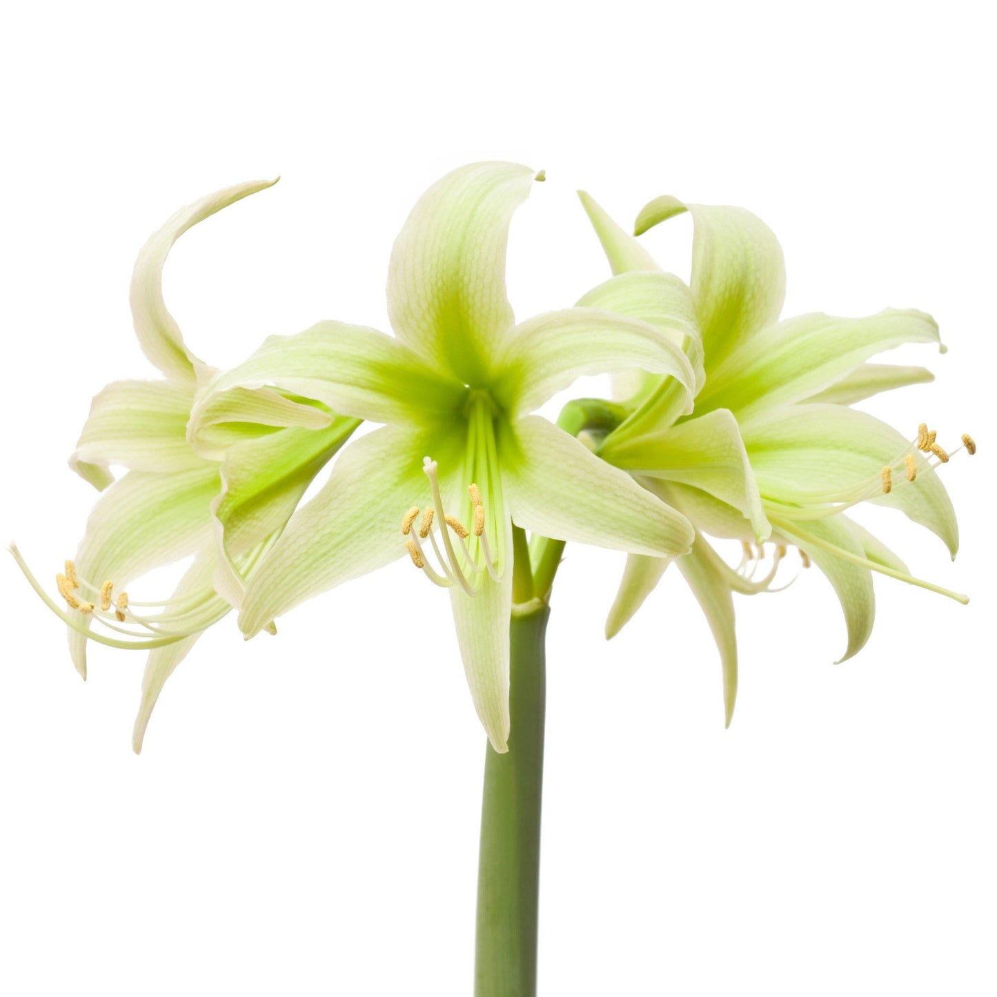 Amaryllis - Evergreen