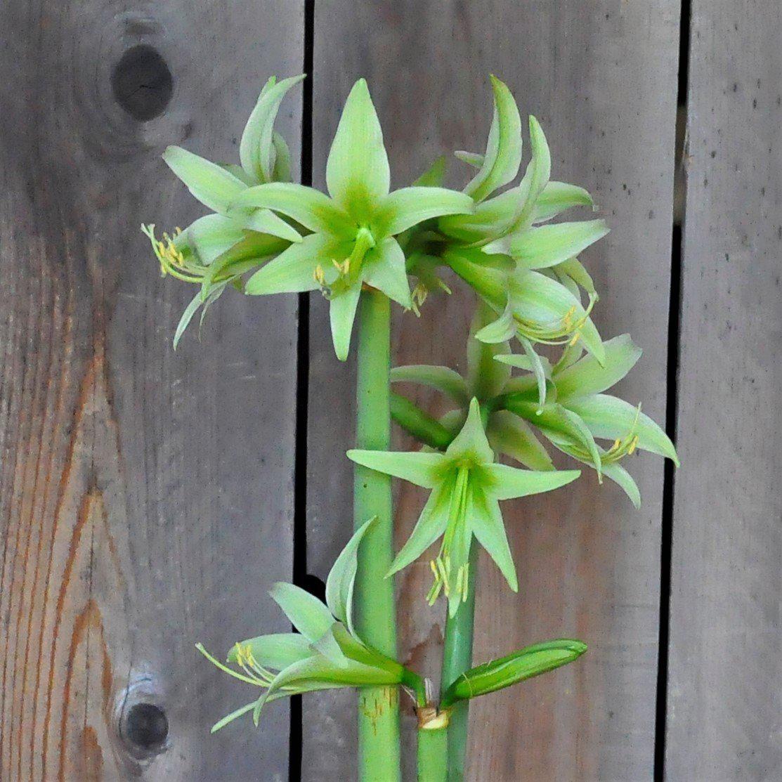 Amaryllis - Evergreen