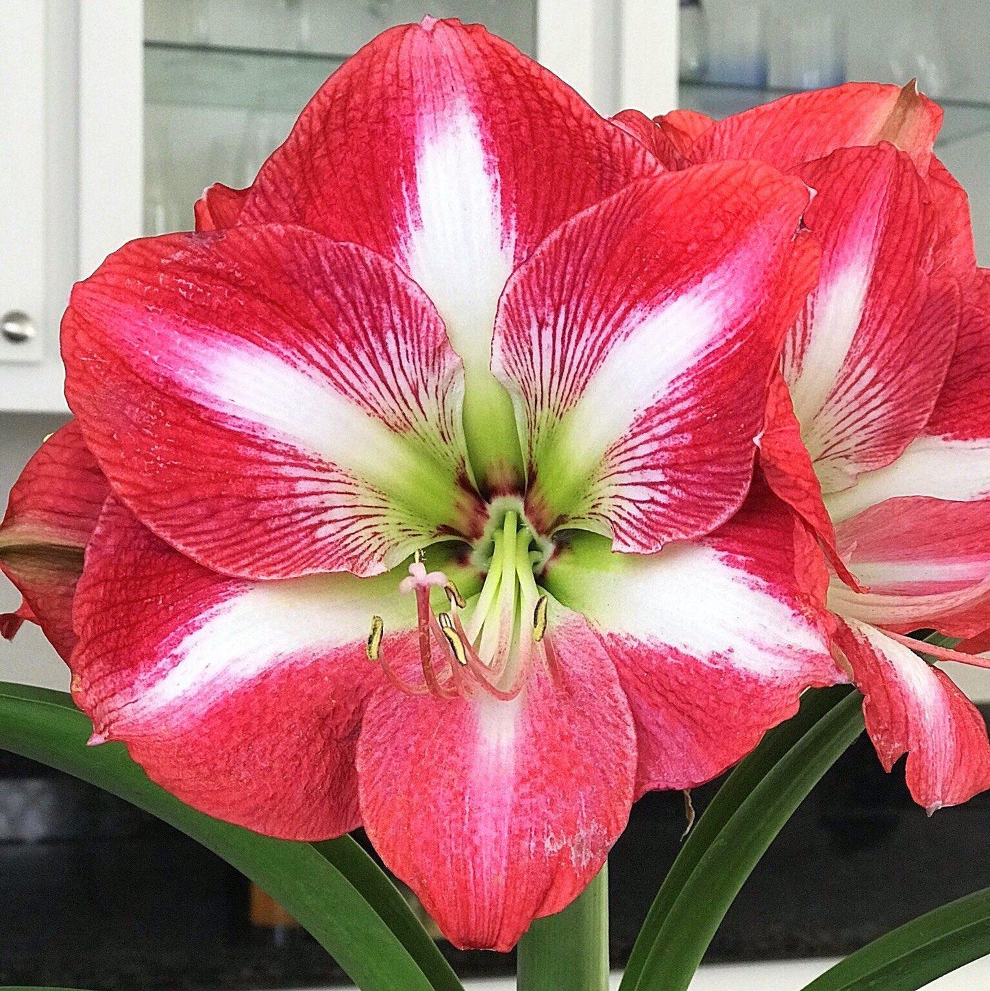 Amaryllis - Monte Carlo