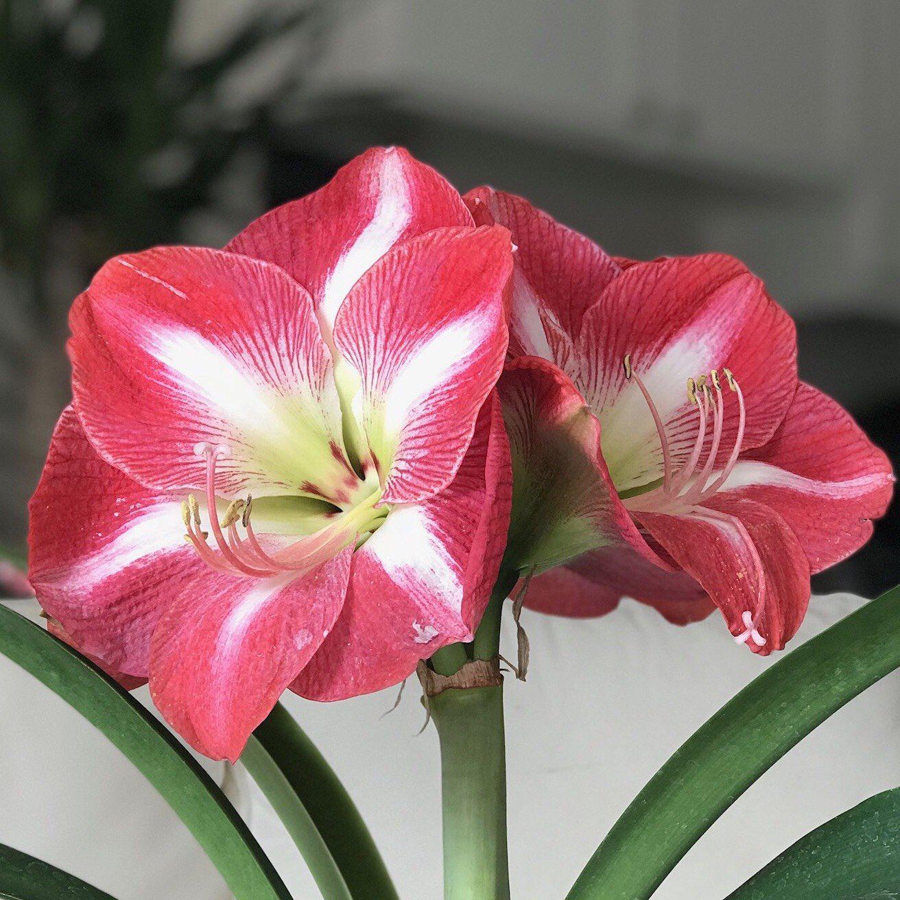 Amaryllis - Monte Carlo