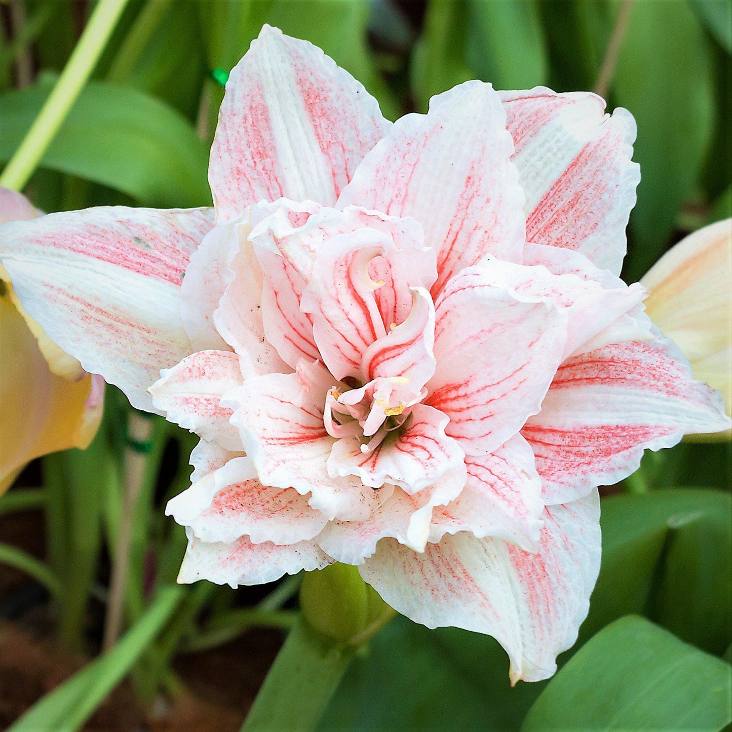 Amaryllis - Nymph