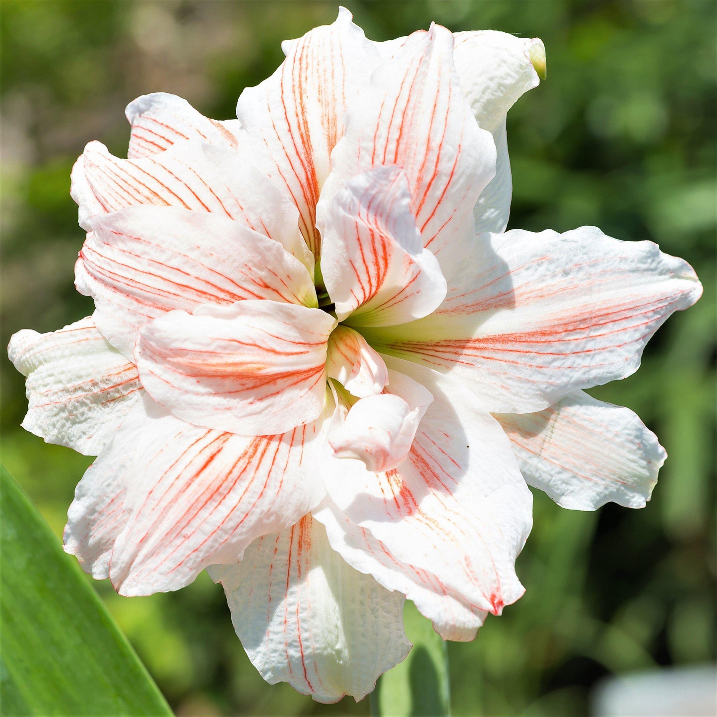 Amaryllis - Nymph