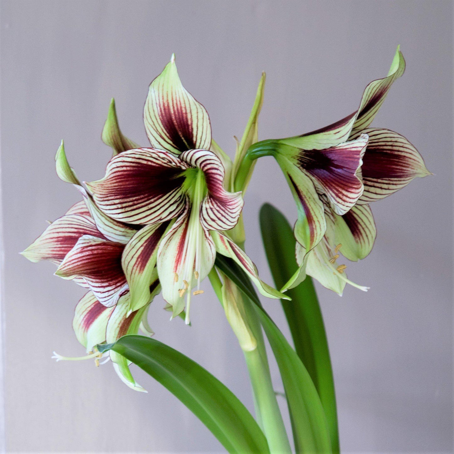 Amaryllis - Papillio Butterfly