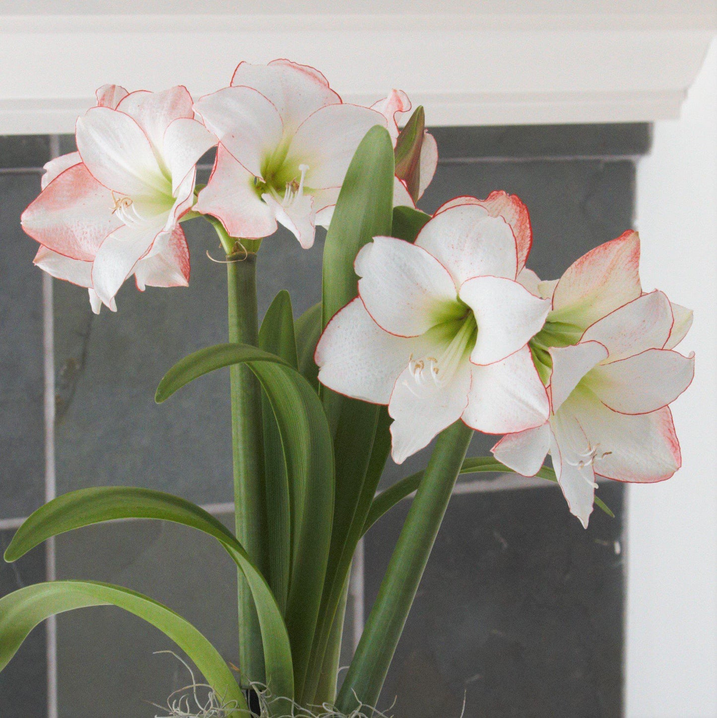 Amaryllis - Picotee