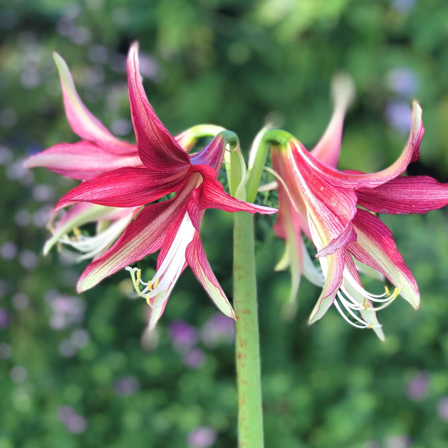 Amaryllis - Quito