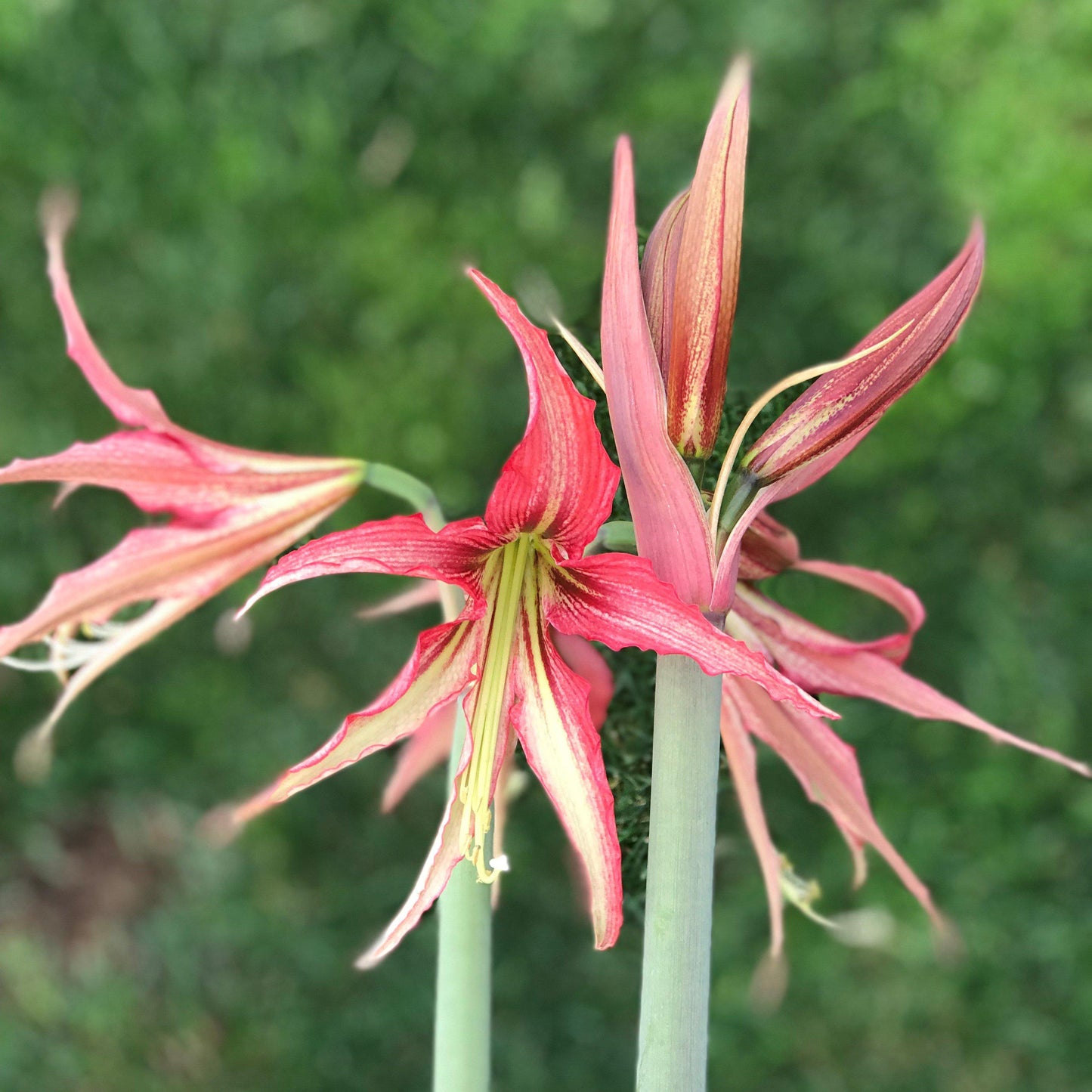 Amaryllis - Quito
