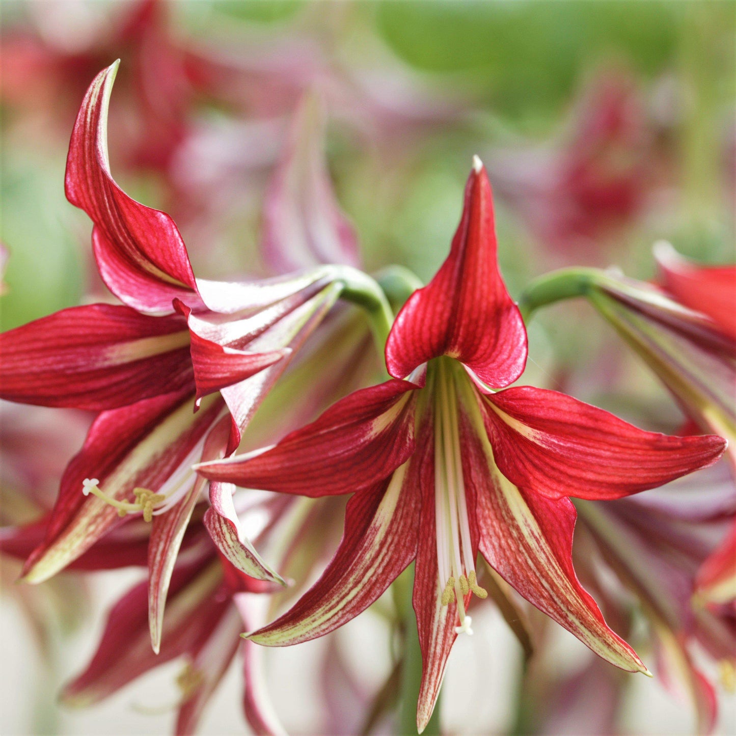 Amaryllis - Quito