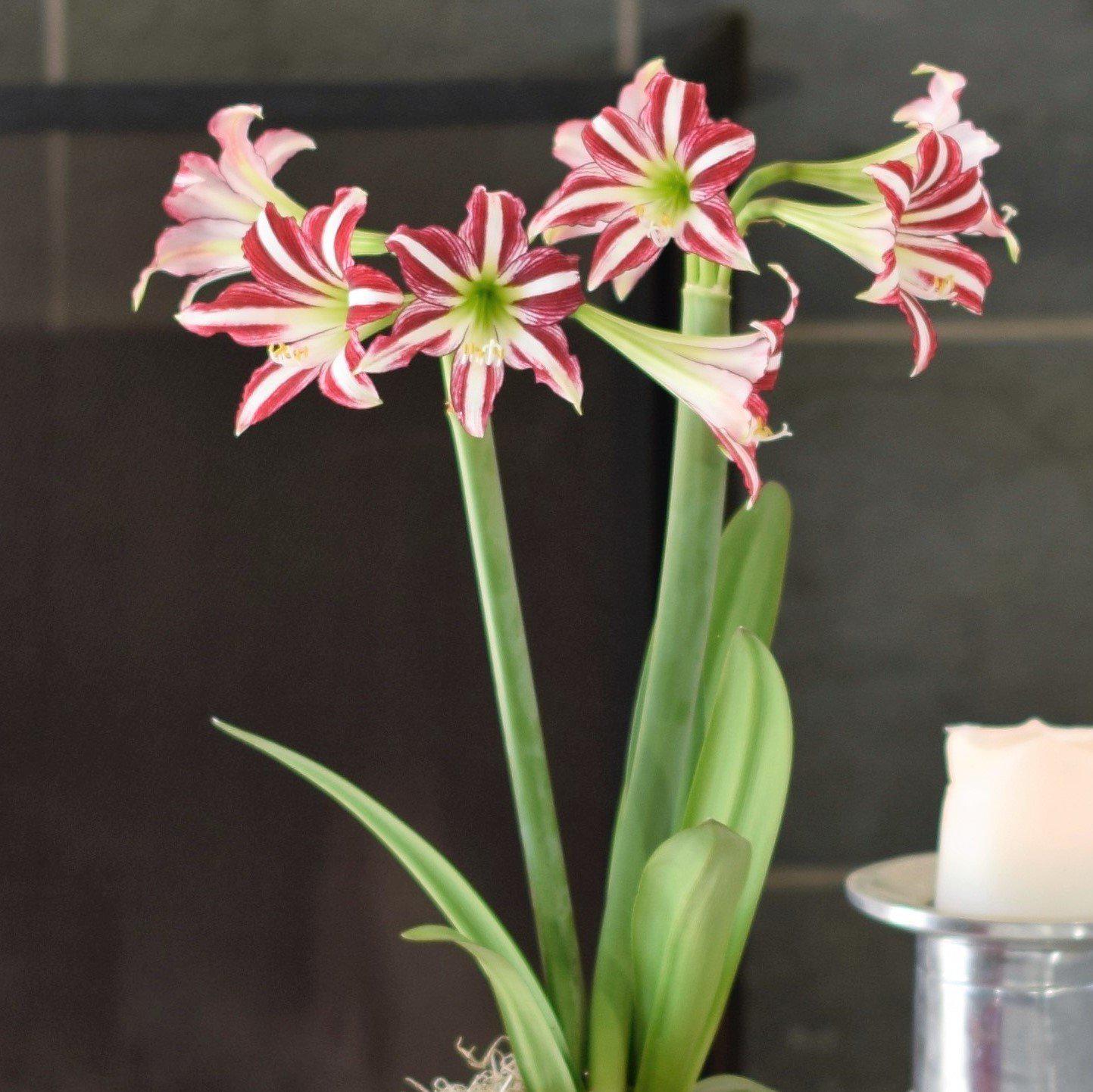 Amaryllis - Santiago