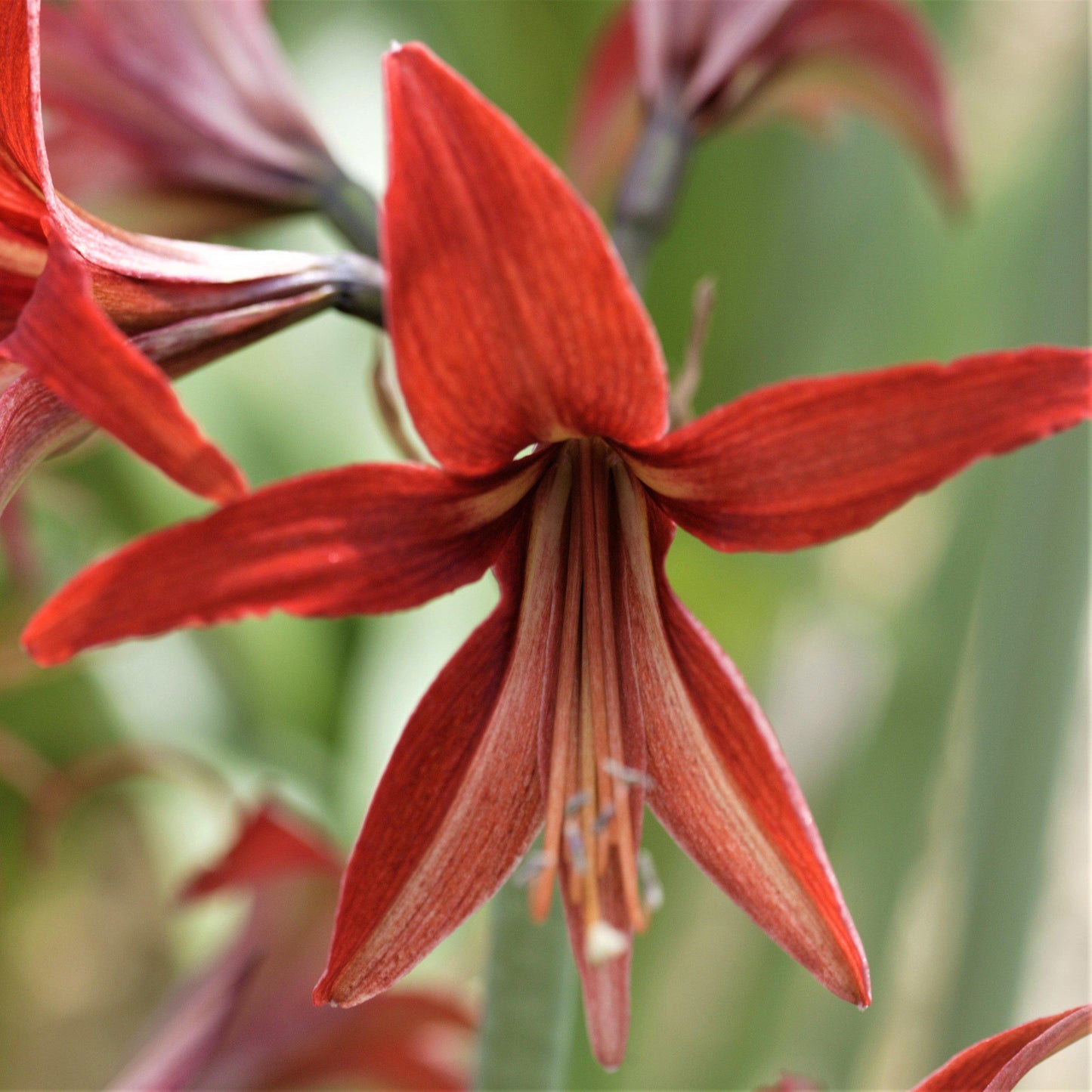 Amaryllis - Sumatra