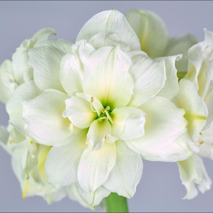 Amaryllis - Snow Drift