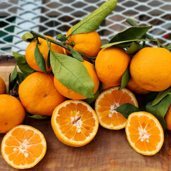 Brown Select Satsuma - Free Shipping Included – Murphy Citrus Nursery