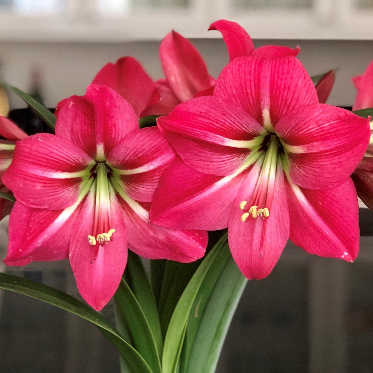 Amaryllis - Pink Flush