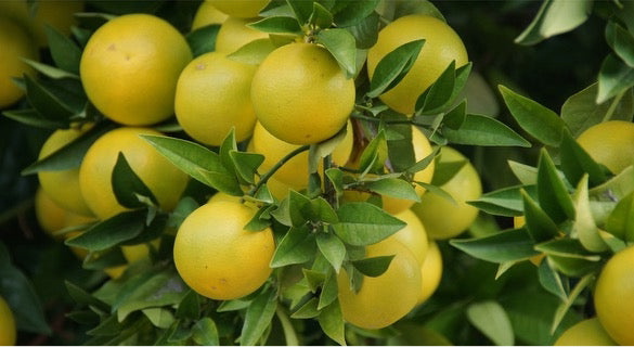 White Marsh Grapefruit - Free Shipping Included