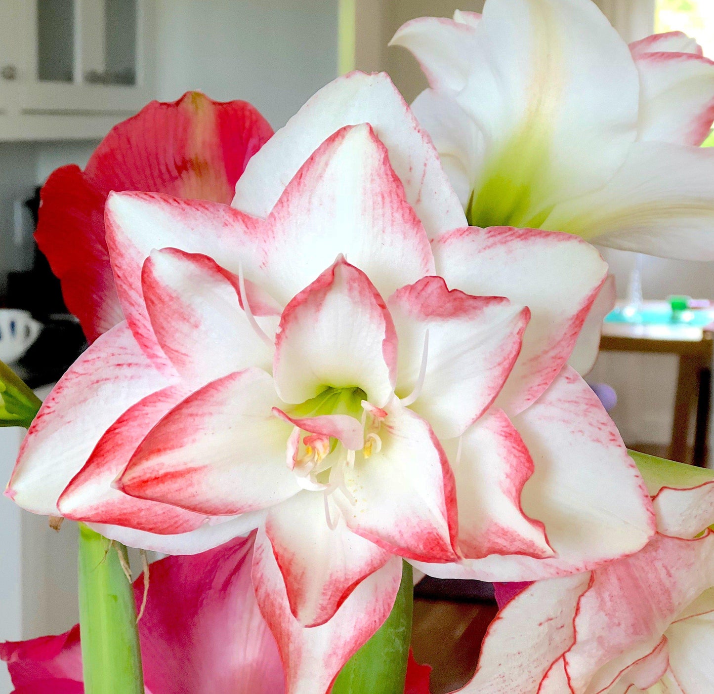 Amaryllis - Blossom Peacock