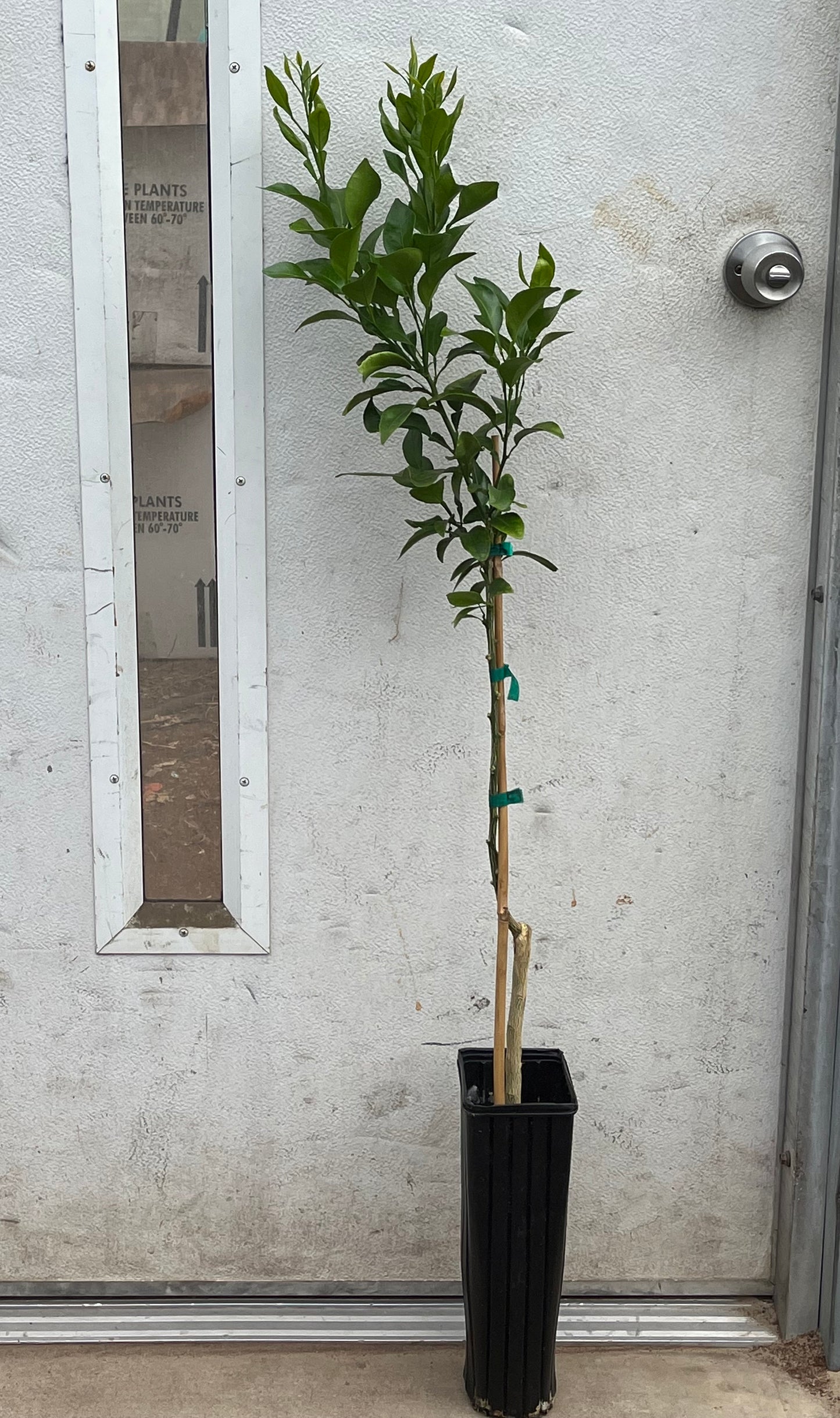 Meiwa Kumquat - Free Shipping Included