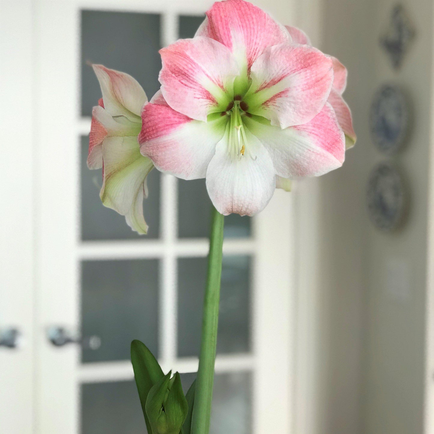 Amaryllis - Apple Blossom