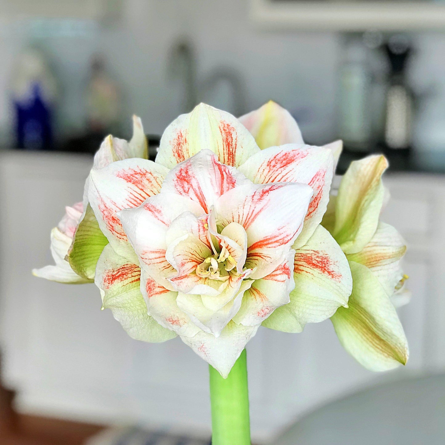 Amaryllis - Nymph