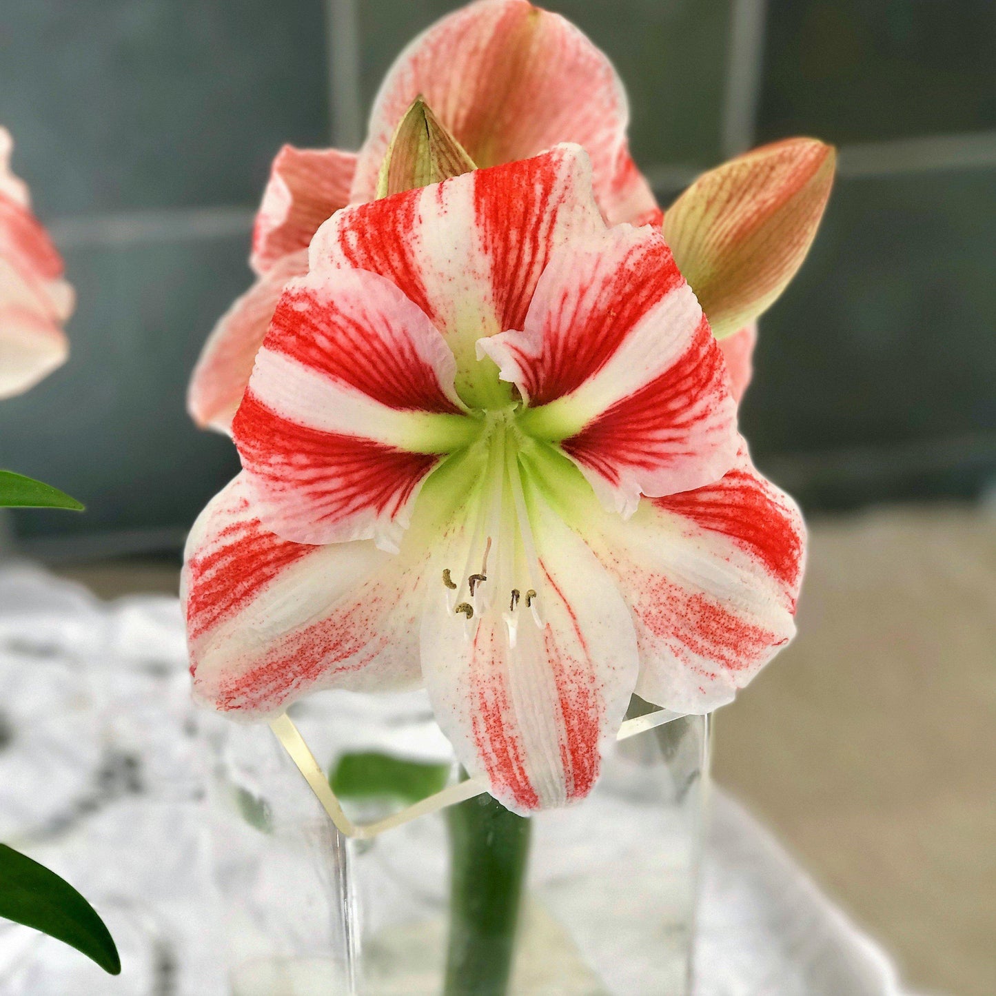 Amaryllis - Clown